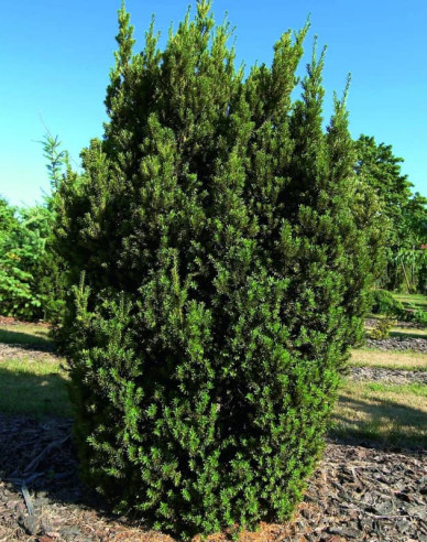 Tisă mijlocie ´Hillii´