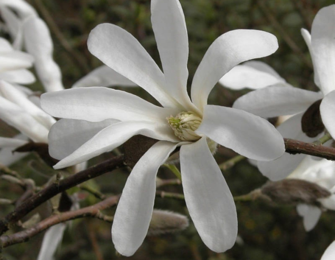 Magnolia japoneză pe o tulpină