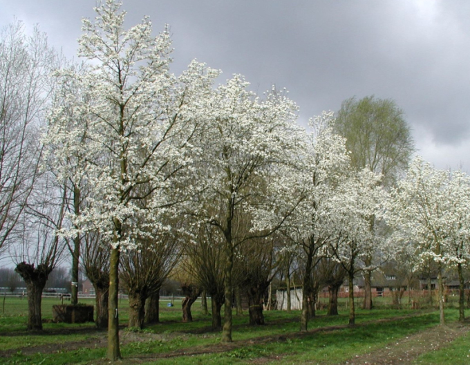 Magnolia japoneză pe o tulpină