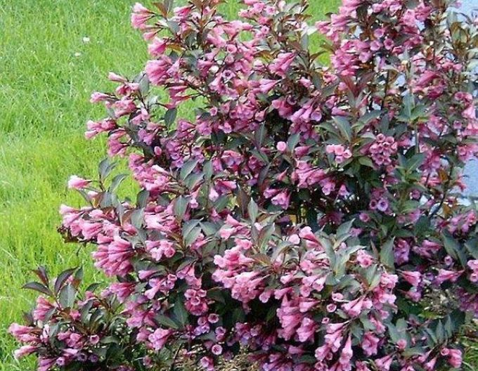 Weigela  înflorită Nana Purpurea