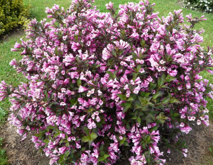 Weigela  înflorită Nana Purpurea