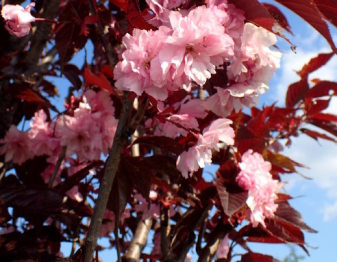 Cireș ornamental-royal-burgundy