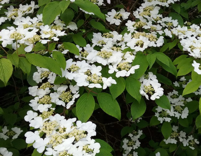 Viburnum japonez Cascade