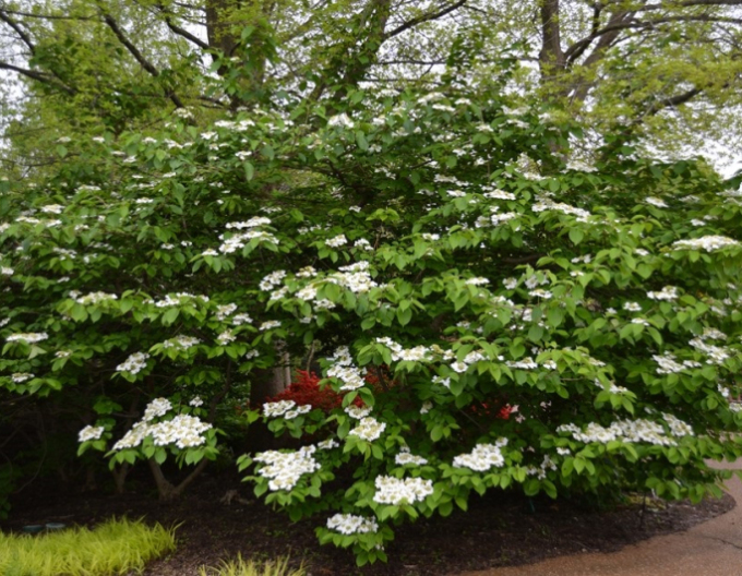 Viburnum japonez Cascade