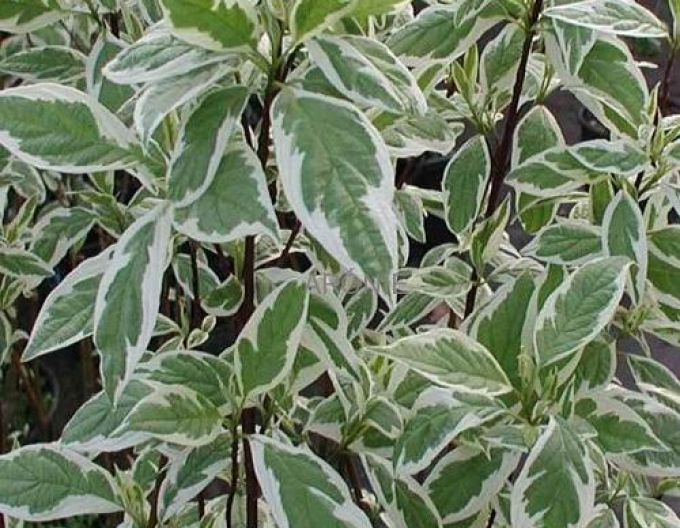 Cornus alba SIBIRICA VARIEGATA