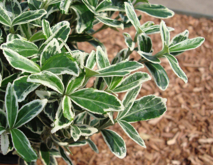 Iederă japoneză Grey Beauty