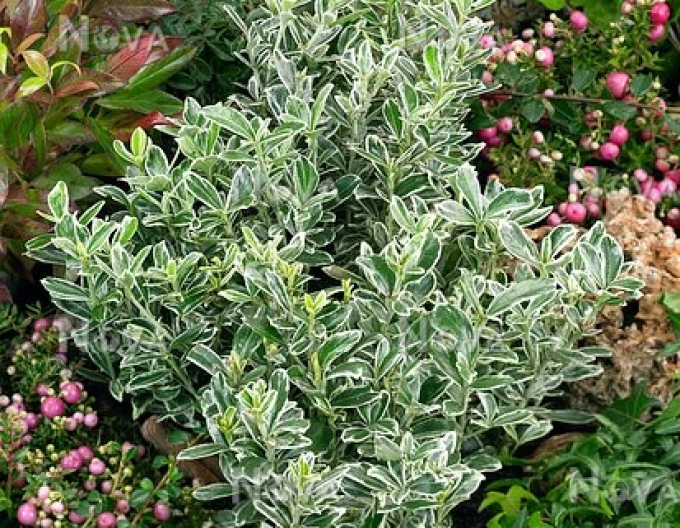 Iederă japoneză Grey Beauty