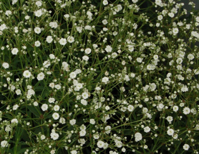 Gypsomilla summersweet ´Summer Sparkles´