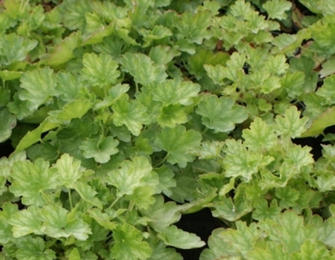 Heuchera ´Toncka verde și maro