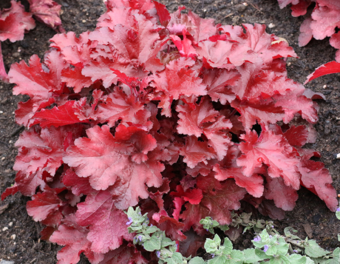 Heuchera ´Forever Red´
