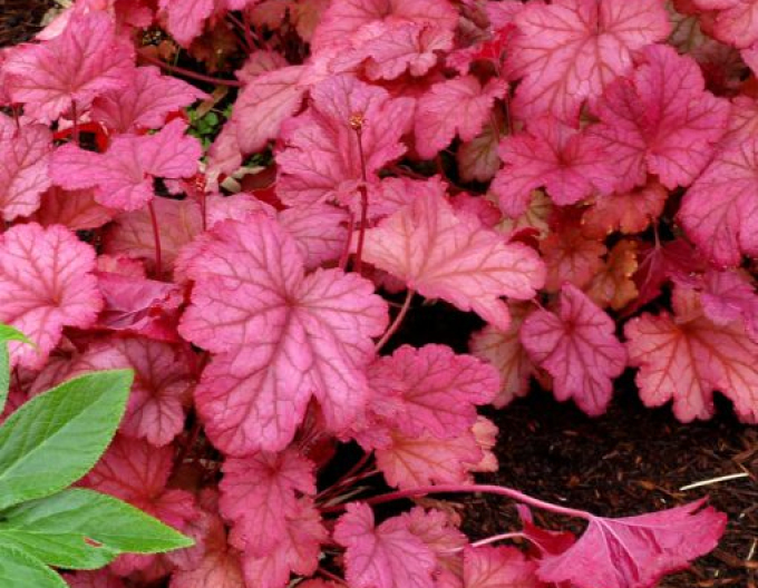Heuchera ´ Smoothie de fructe de pădure´