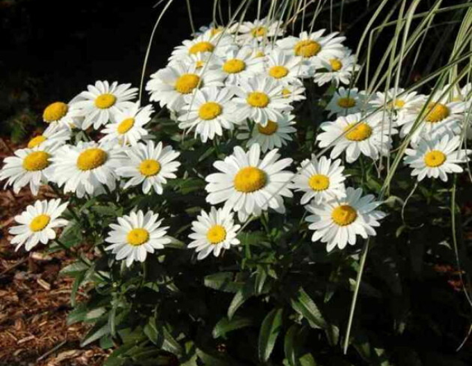 Margareta ´Sweet Daisy Rebecca´