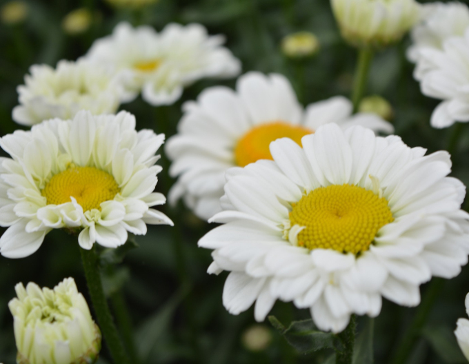 Margareta ´Sweet Daisy Rebecca´