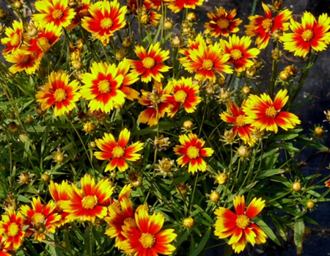 Gaillardia "Lil Bang Daybreak