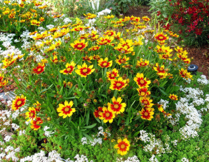 Gaillardia "Lil Bang Daybreak