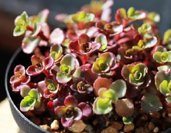 Phedimus spurius "Coccineus