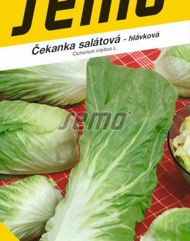 Semințe Cicoare salată de salată ´Bravo´