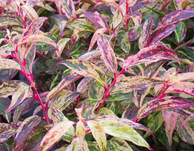 Leukote walteri RAINBOW