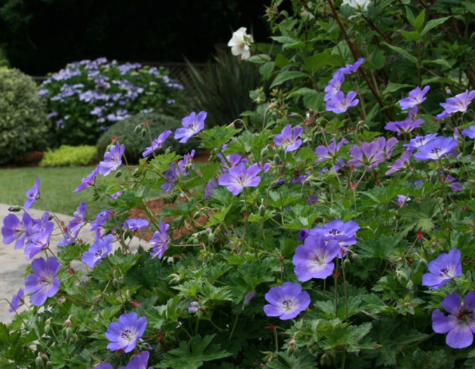 Geranium ´Rozanne´