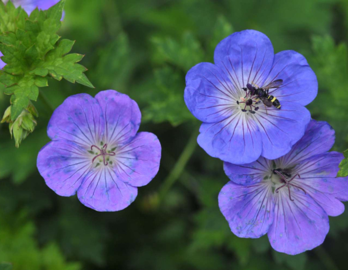 Geranium ´Rozanne´