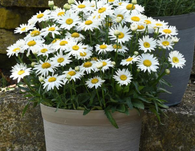 Leucanthemum ´Madonna´