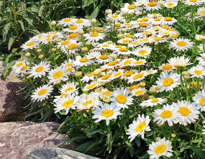 Leucanthemum ´Madonna´