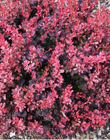 Berberis thunbergii ´Inspirațion´