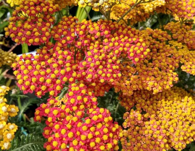 Coada -șoricelului ornamentală Terracota´s