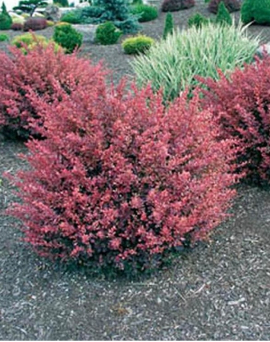 Berberis thunbergii ´Inspirațion´