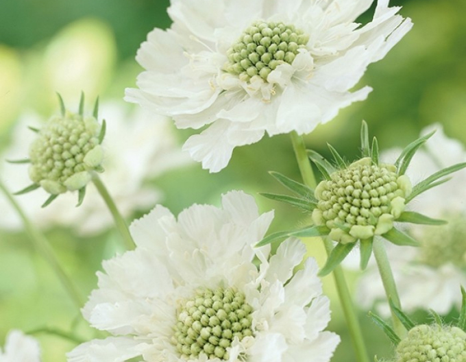 Scabiosa caucasica ´Perfecta Alba´