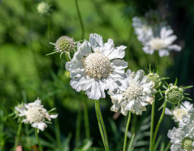 Scabiosa caucasica ´Perfecta Alba´
