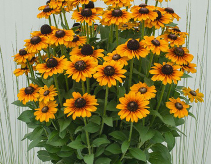 Rudbekia SmileyZ ´Tiger´