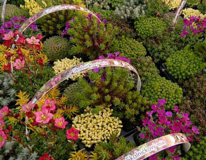 Mix de plante alpine