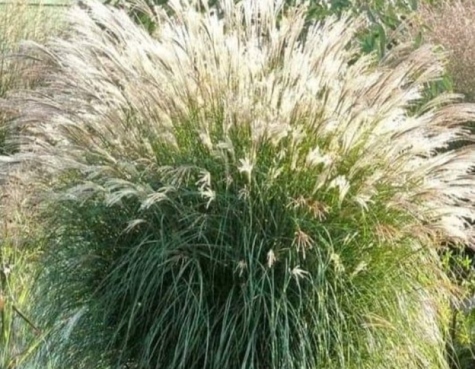 Plantă ornamentală chineză Adagio