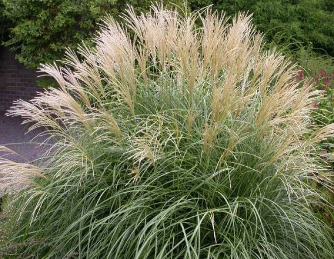 Plantă ornamentală chineză Adagio