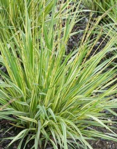 Molinia  Variegata