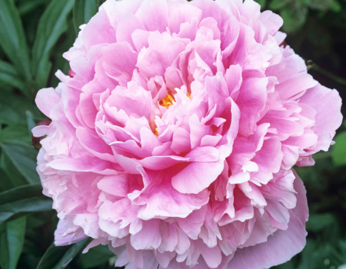 Bujor  Sarah Bernhardt