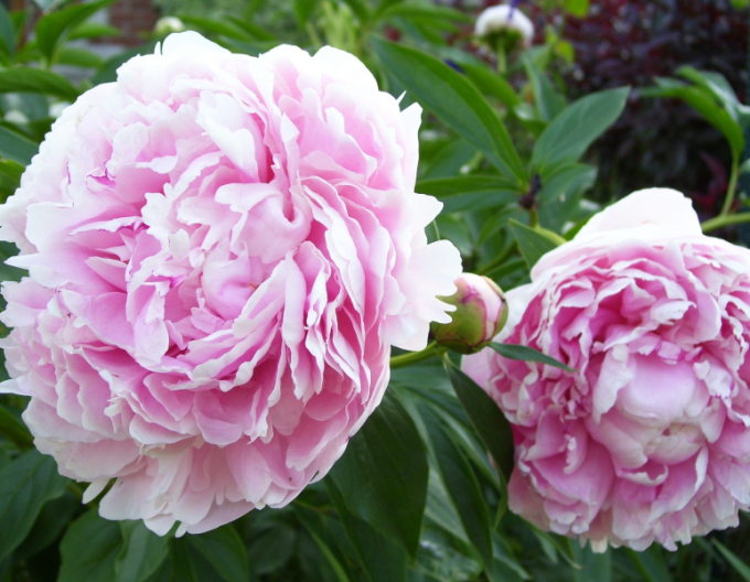 Bujor  Sarah Bernhardt