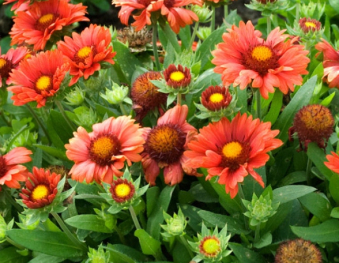 Gaillardia Arizona Red Shades