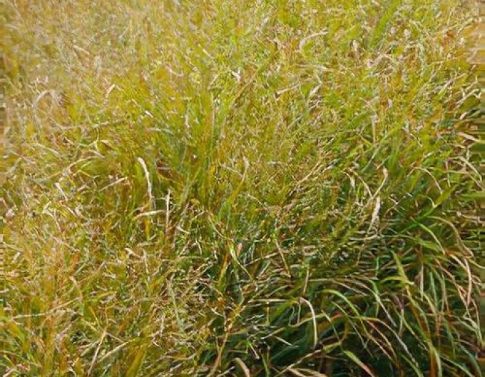 Meiul ´Strictum´