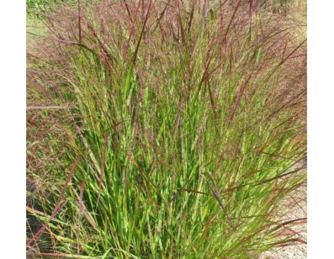 Meiul ´Strictum´