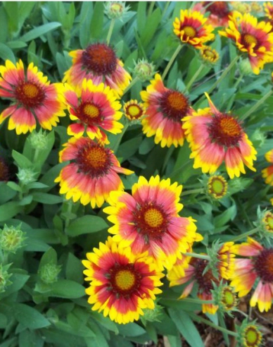 Gaillardia  ´Arizona Sun´