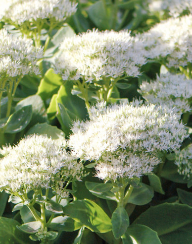 Stonecrop Stardust