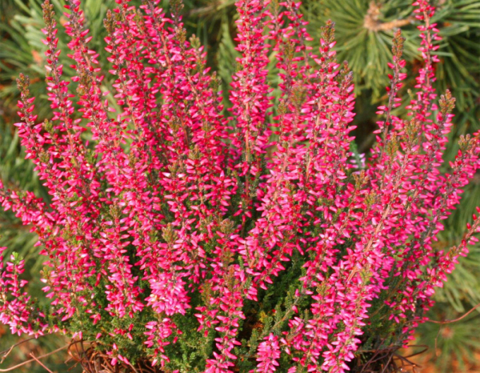 Iarbă neagră „erica„ "Athene