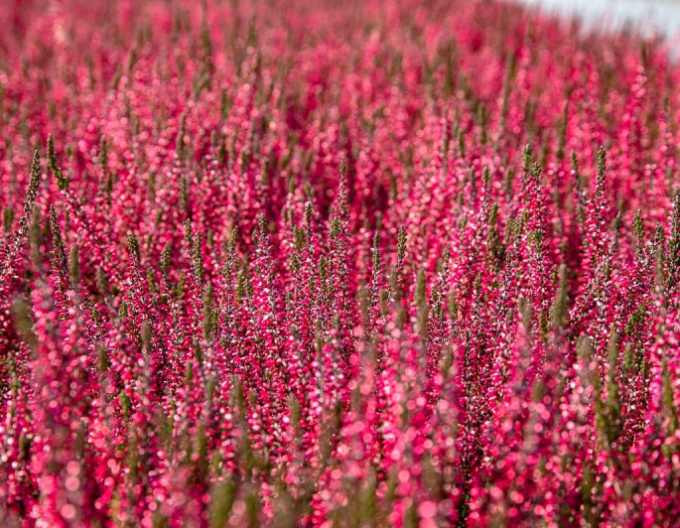 Iarbă neagră „erica„ "Athene
