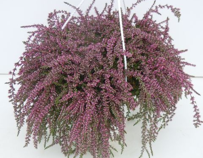 Iarbă neagră„erica„"Janina
