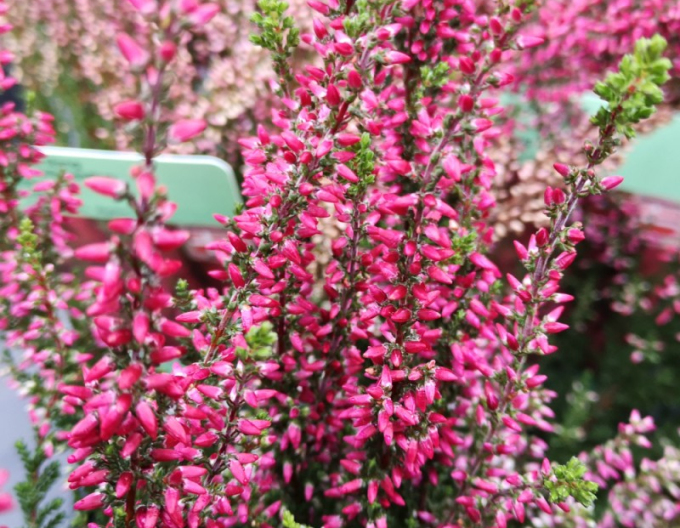 Iarbă neagră„erica„ "Martina