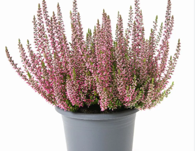 Calluna vulgaris ´Rita´