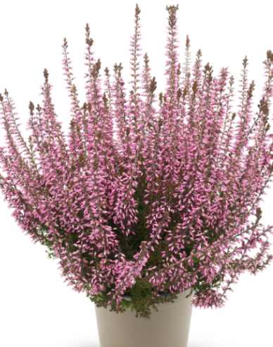 Calluna vulgaris ´Romy´