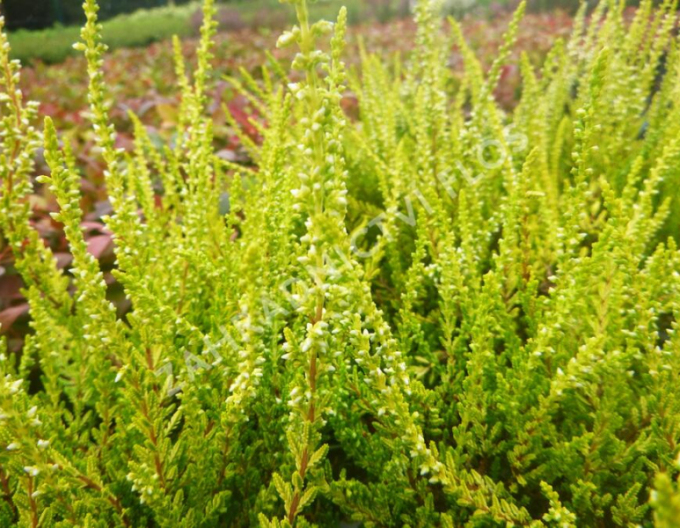 Iarbă neagră„erica„"Sandy
